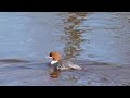 female goosander.mts