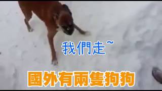 狗狗雪地被耍