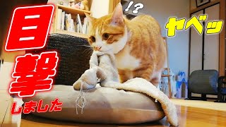 兄猫が元カノとイチャイチャしていたのを目撃してしまいました…笑[兄弟子猫]