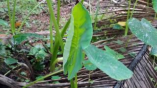 താള് കറി (ചീമ ചേമ്പിന്റെ കൂമ്പ് കറി)