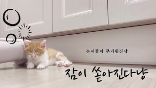 아기고양이 차차의 눕방! 졸린 분들은 보지마세요! 같이 잠 들지도 몰라요