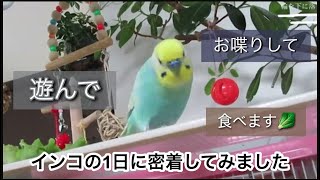 飼い主を可愛い❤️と喋ってくれたインコのお喋りは幼児並み🐥関西弁のくーちゃん🐥