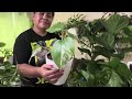 asmr 🌱 dusting wiping plants leaves 🍃 cleaning plants 🍃 spraying water 💦 leaves and water sound 🍃