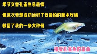 季节交替孔雀鱼易患病，但这次我治好了腹水炸麟，救回一条大种母