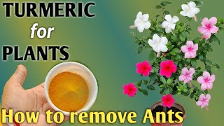 పసుపుతో ఇలా చేయండి/Turmeric Secret uses in Garden .