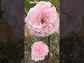 spectacular roses nature travel conservation wildlife garden rose plants