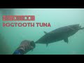 headshoot dogtooth tuna 🔥 spearfishing indonesia ( ambon maluku )🤙