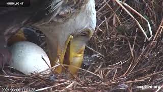 Sauces Bald Eagle - Channel Islands National Park | Highlights 2024