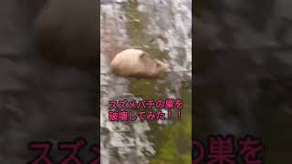 スズメバチの巣を破壊！