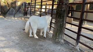 【East Park, 東公園動物園】京大の佐藤氏による解説付き　ミニチュアホース Miniature Horse