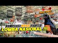 SIMULASI LOMBA MURAI BATU NASIONAL ❗❗ VIRAL 2024 🔥🔥