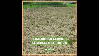 Гидропосев газона. Наблюдаем за его ростом в течение 30 дней