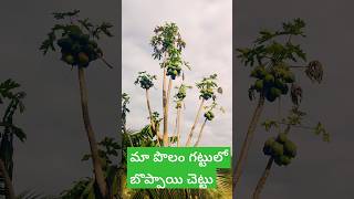 మా పొలం గట్టులో బొప్పాయి చెట్టు#arakuboy#arakutribalboyvlogs#araku#tribal#triballife#papaya