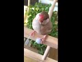 shorts 【文鳥】癒し‼︎シナモン文鳥のきなこもち☺︎