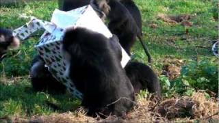 Macaques Attack Christmas