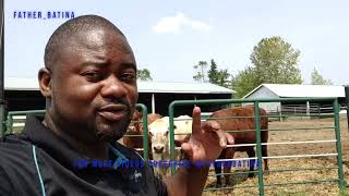 FATHERBATINA SHUMBA NYAMUZIHWA MEAT LOVER