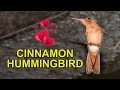 The Cinnamon Hummingbird Is Especially Dear to Me