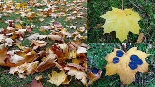 BEAUTIFUL MURALS ON THE GROUND. CARPET OF LEAVES. COLOURFUL FOLIAGE. AUTUMN 2020