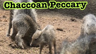 チャコアン ペッカリー🌺🌸　Chaccoan Peccary family