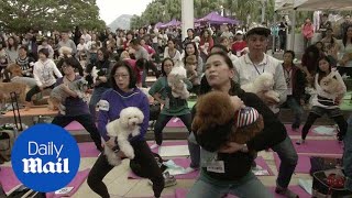 Hong Kong takes out 'Doga' record with 270 strong dog yoga class - Daily Mail