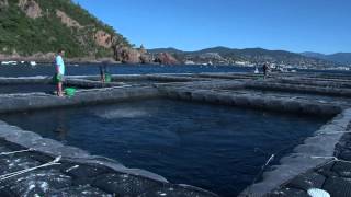 Théoule Aquaculture - Vidéo Provence Filière Mer