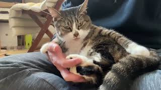 膝の上でひたすら毛繕いをする猫 A cat preening on my lap