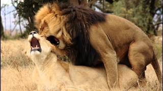 Panthera leo.wmv