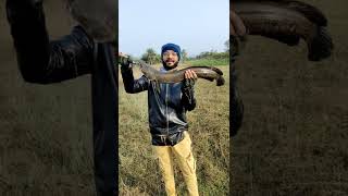 Big Size Tiger Snakehead Murrel 🐟🎣 #murrel #snakehead #fishing #gulbarga #karnataka #india