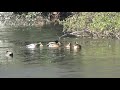 【散策シリーズ】利根運河　t大学の池の鴨🦆オカヨシガモ・マガモ（2021.1.10）