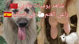 شاهد يوميات مغربي🇲🇦 راعى الغنم🐑 في🇪🇸 ما شاءالله