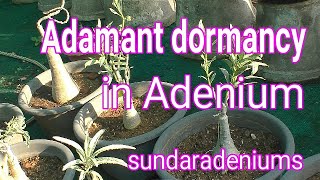 Adamant dormancy in Adenium