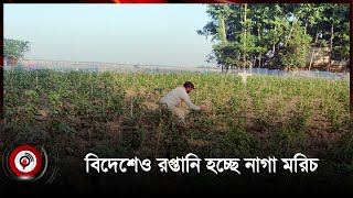 সিলেটে নাগা মরিচ চাষে লাখপতি ৭ শতাধিক পরিবার || Jago News