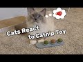 Eevee and Yoshi Try the Viral Catnip Ball Toy