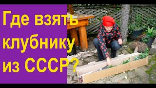 Мои саженцы из Клуба садоводов-профессионалов