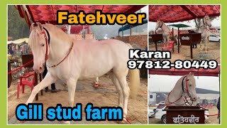 Best Nukra stallion fatehveer of gill stud farm |manuke gill