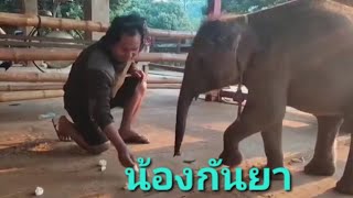 กันยาเก่งมากเลย เริ่มกินเองได้แล้ว ภาพ/คุณหนูนา🙏🐘💚