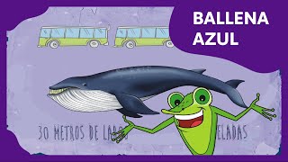 El animal más grande del mundo: Ballena azul | Planeta Darwin | Ciencias naturales