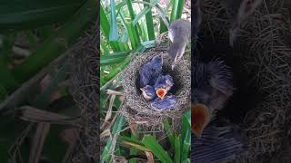 Both bar winged prinia birds try to feed their young6