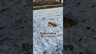 雪は楽しーい#shorts #柴犬ハルちゃん  #柴犬　#柴犬のいる暮らし  #犬　#柴犬可愛い  #雪