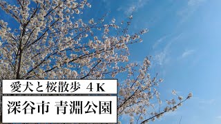 愛犬と桜散歩 [4K動画] （深谷市 青淵公園） #青淵公園 #散歩動画 #桜 #渋沢栄一