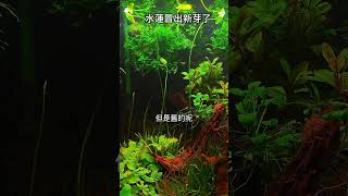 水蓮冒出新芽了 都長出水面了