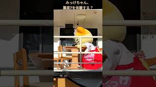 みっけちゃん、震度7を経験する？