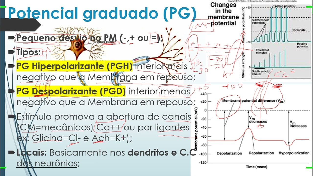 NEUROFISIOLOGIA #PARTE 2 - POTENCIAL GRADUADO - YouTube