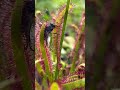 Sundew plant eating fly #shorts