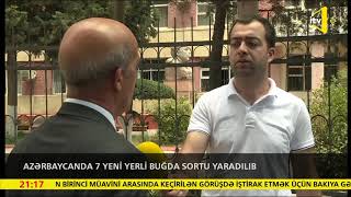 Azərbaycanda 7 yeni yerli buğda sortu yaradılıb