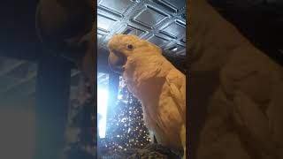 Rascal Bascal Bird. (Old footage) #cockatoos #cockatoolover #birds