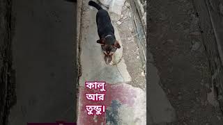 #tushumao #cat #dog #cute #foryou  আমাদের  কালু আরা তুন্ডু পাখি