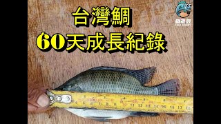 【魚老豆】台灣鯛 60天成長紀錄 (Part 2)