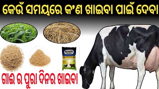 Cow Full Day Feeding Manegement||ପୁରା ଦିନର ଖାଦ୍ୟ ପରିଚାଳନା||Odisha Farmer