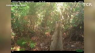 Bobcat vs. python: A Florida native wins a battle in war vs. invasive predator